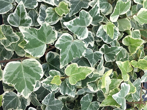 Hedera helix