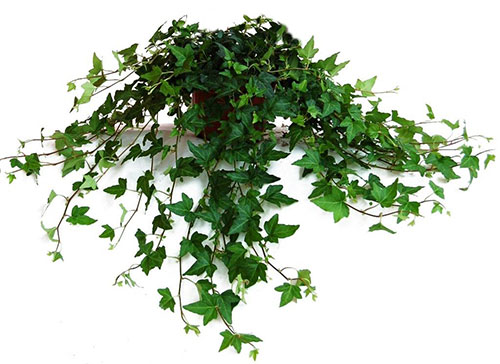 (Hedera L.)