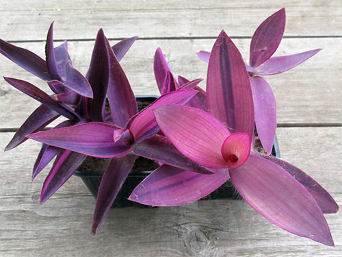 ( (Setcreasea purpurea Boom.)