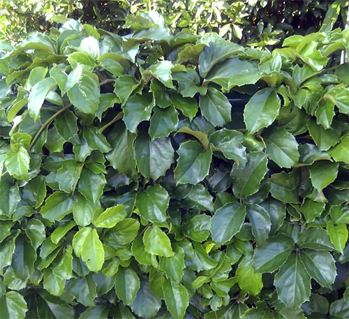 (Tetrastigma voineriana
