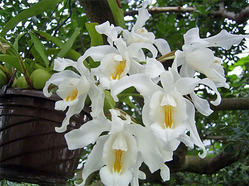   (Coelogyne cristata Lindl.)