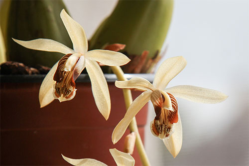   (Coelogyne massangeana Rchb. f.)