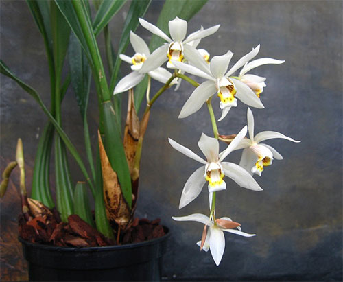   (Coelogyne flaccida Ldl.)