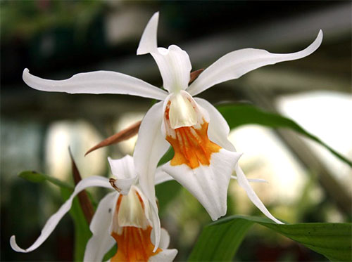  (Coelogyne)