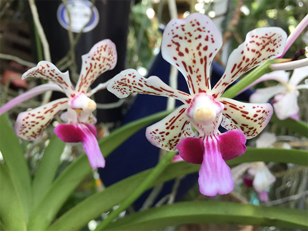 (Vanda tricolor Ldl)