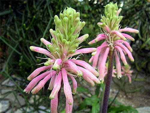 (Veltheimia viridiflora Jacg.)