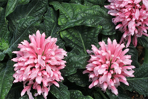(Eupatorium ianthinum Hemsl.)