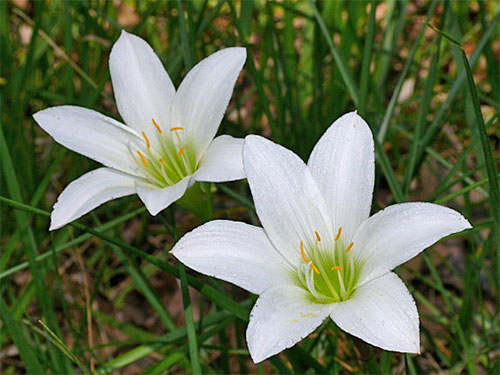 (Zephyranthes atamasco)