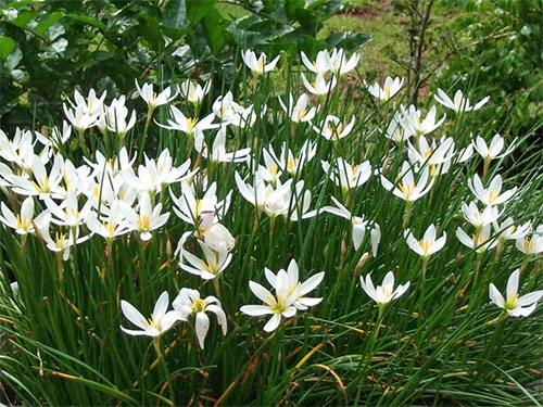 (Zephyranthes candida)