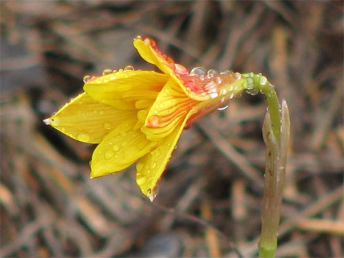 (Zephyranthes aurea)
