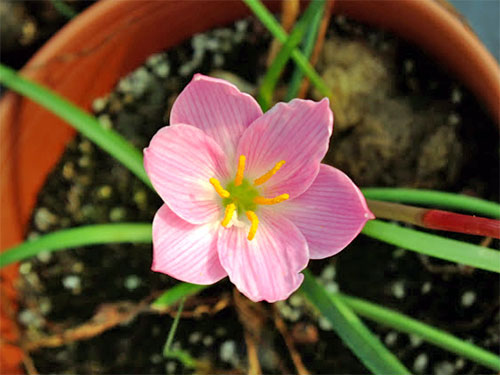 (Zephyranthes lindleyana)